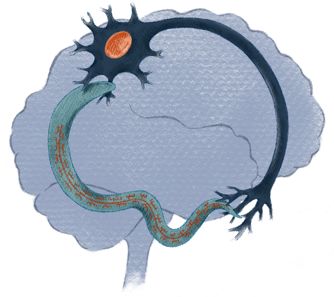 Illustration showing how we use C elegans and human neurons to understand brain function